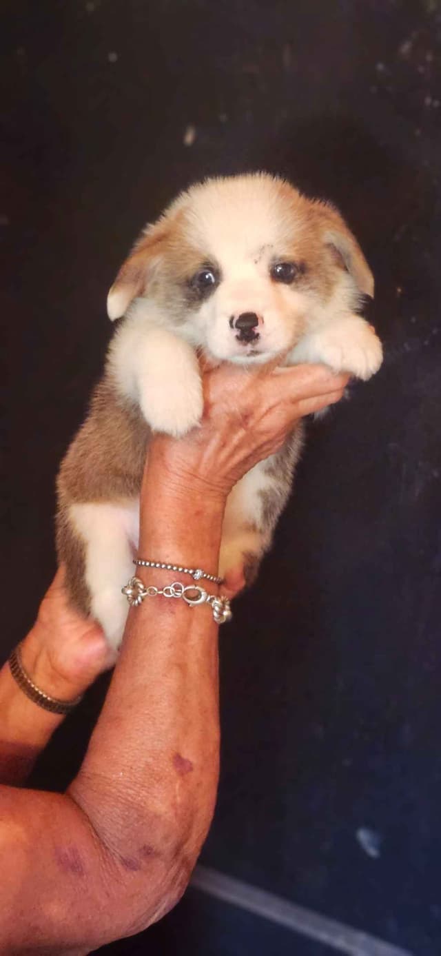 Pembroke Welsh Corgi Puppies media 3