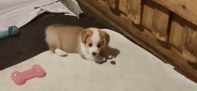 Pembroke Welsh Corgi Puppies media 4