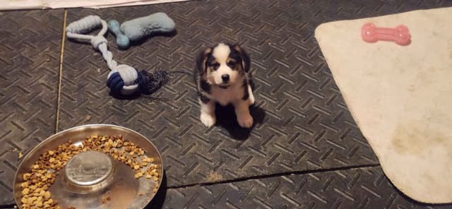 Pembroke Welsh Corgi Puppies media 5