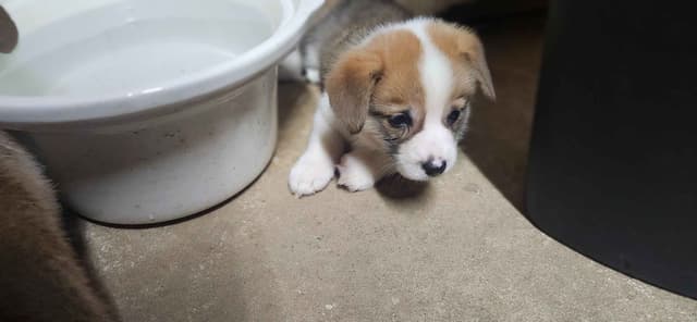 Pembroke Welsh Corgi Puppies media 6