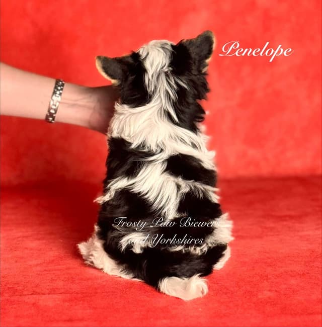 Biewer Terrier Puppies media 2