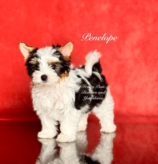 Biewer Terrier Puppies media 3