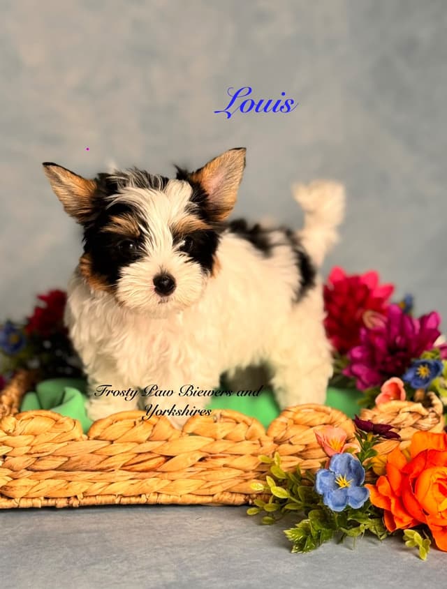 Biewer Terrier Puppies media 4