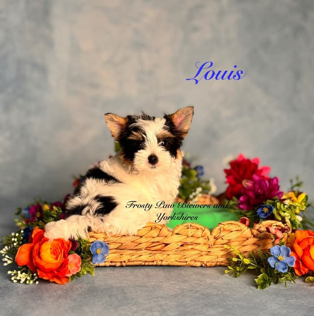 Biewer Terrier Puppies media 5
