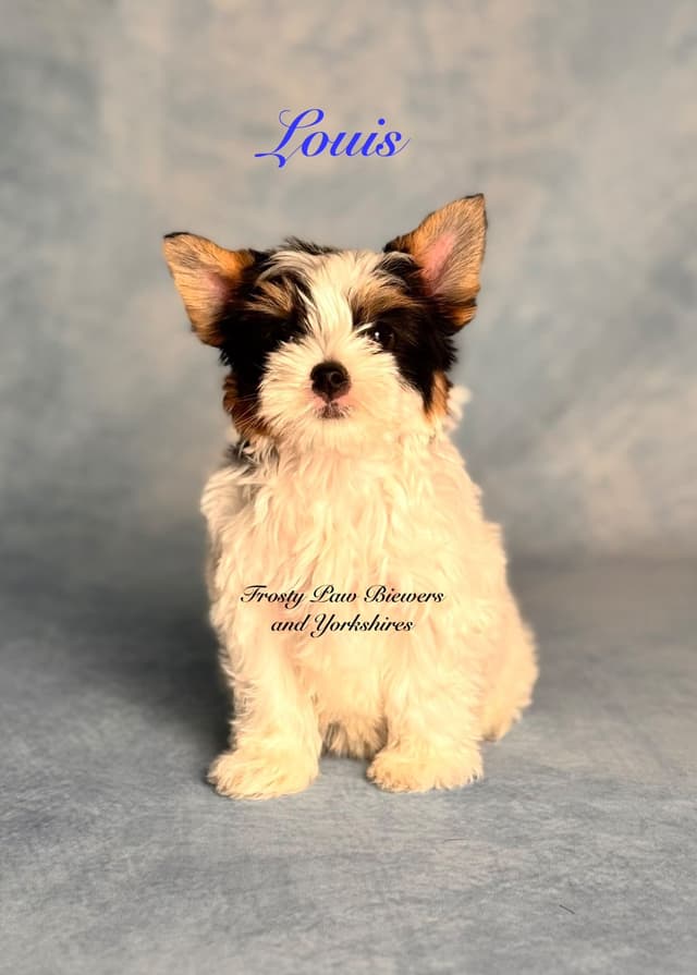Biewer Terrier Puppies media 6