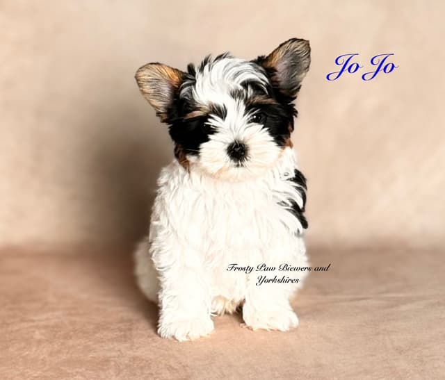 Biewer Terrier Puppies media 8