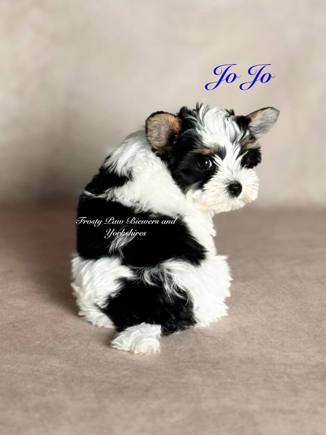 Biewer Terrier Puppies media 7