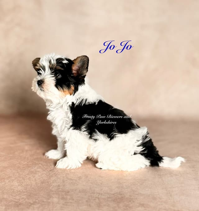 Biewer Terrier Puppies media 9