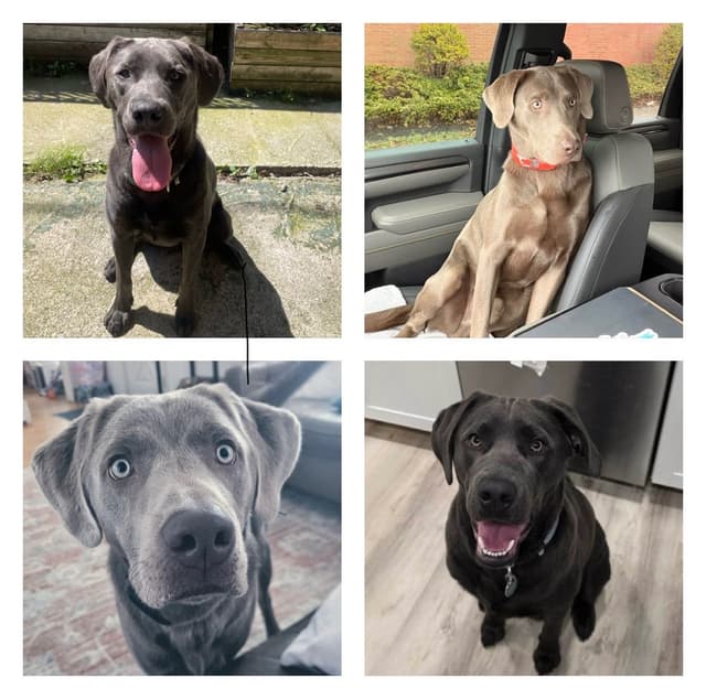 Silver and Charcoal Labrador Retriever Puppies media 8