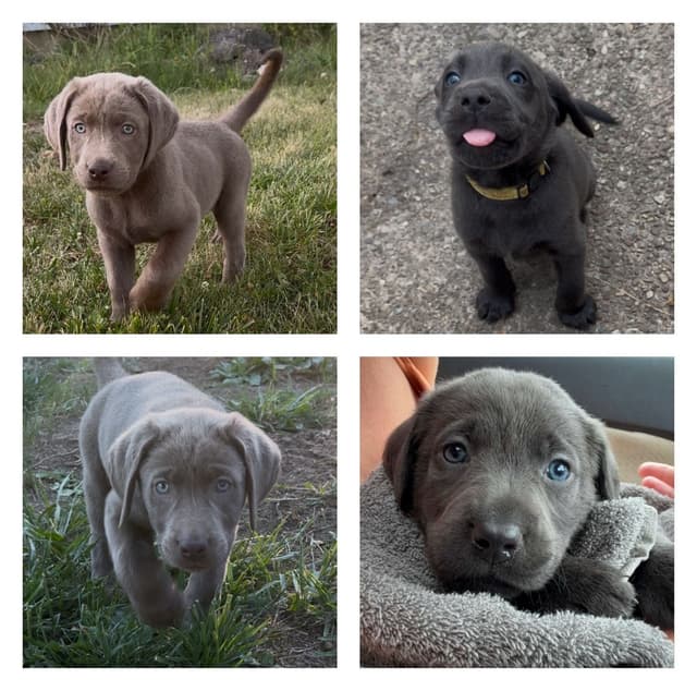 Silver and Charcoal Labrador Retriever Puppies media 7