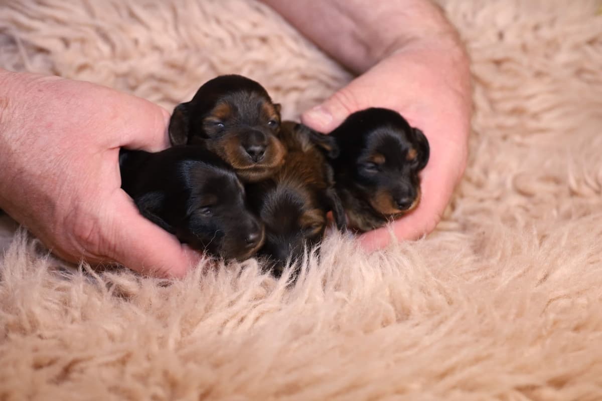 Dachshund Puppies breeder image 4
