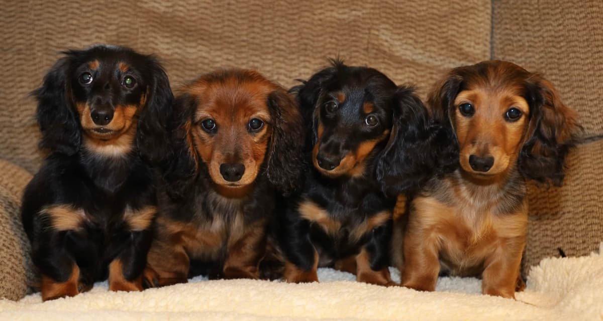 Dachshund Puppies breeder image 6