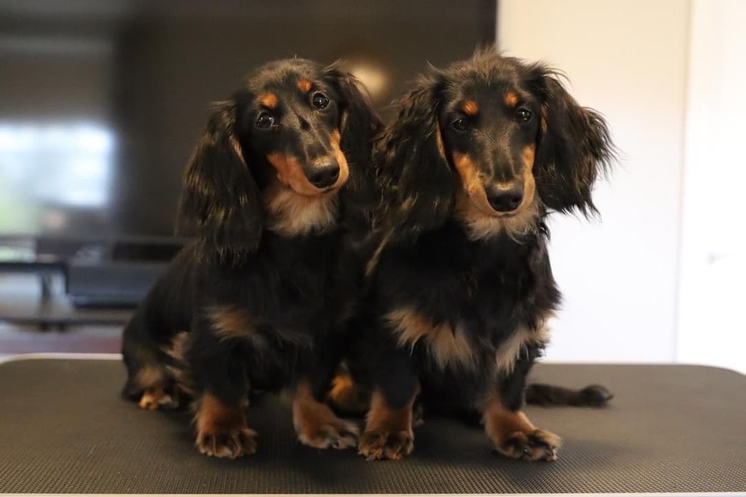 Dachshund Puppies breeder image 7