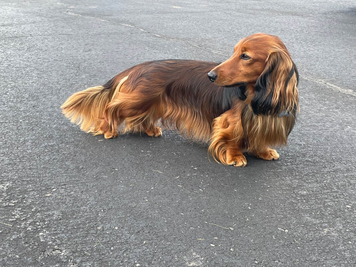 Dachshund Puppies breeder image 5