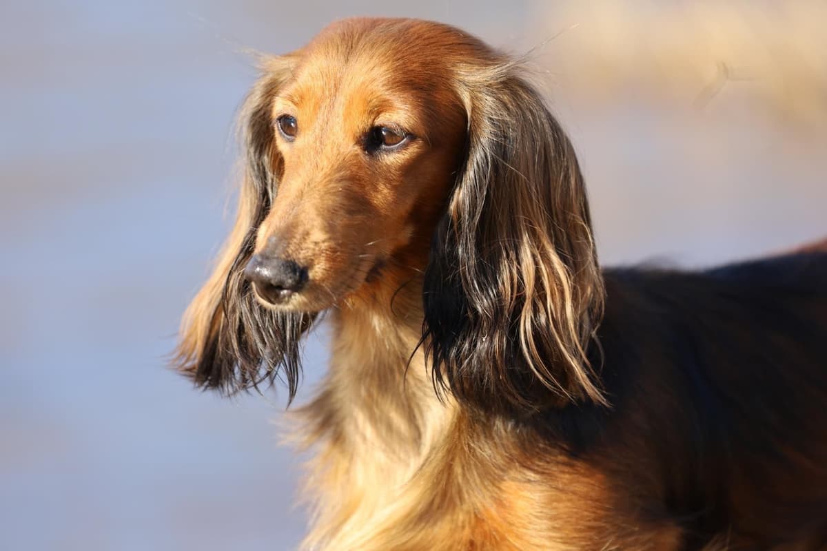 Dachshund Puppies breeder image 10