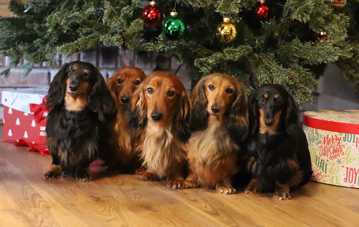 Dachshund Puppies breeder image 1