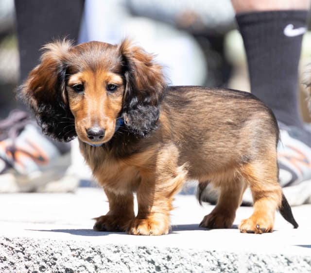 Dachshund Puppies media 2
