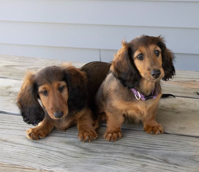 Dachshund Puppies media 3