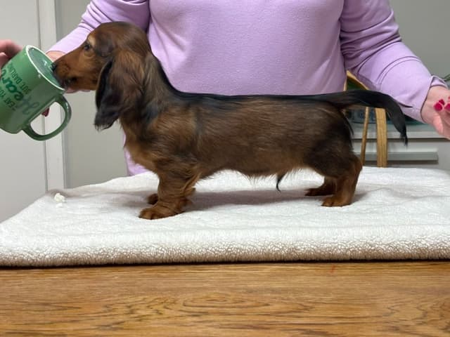 Dachshund Puppies media 4