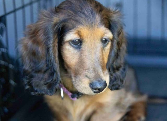 Dachshund Puppies media 5