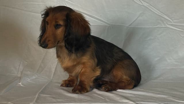 Dachshund Puppies media 6