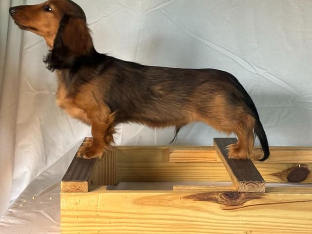 Dachshund Puppies media 7