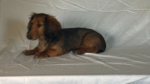 Dachshund Puppies media 8