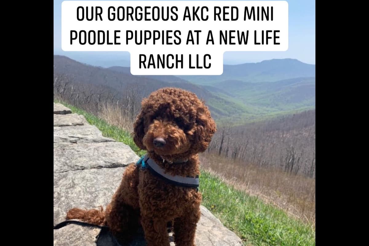 A New Life Ranch LLC AKC Mini Poodles breeder image 1