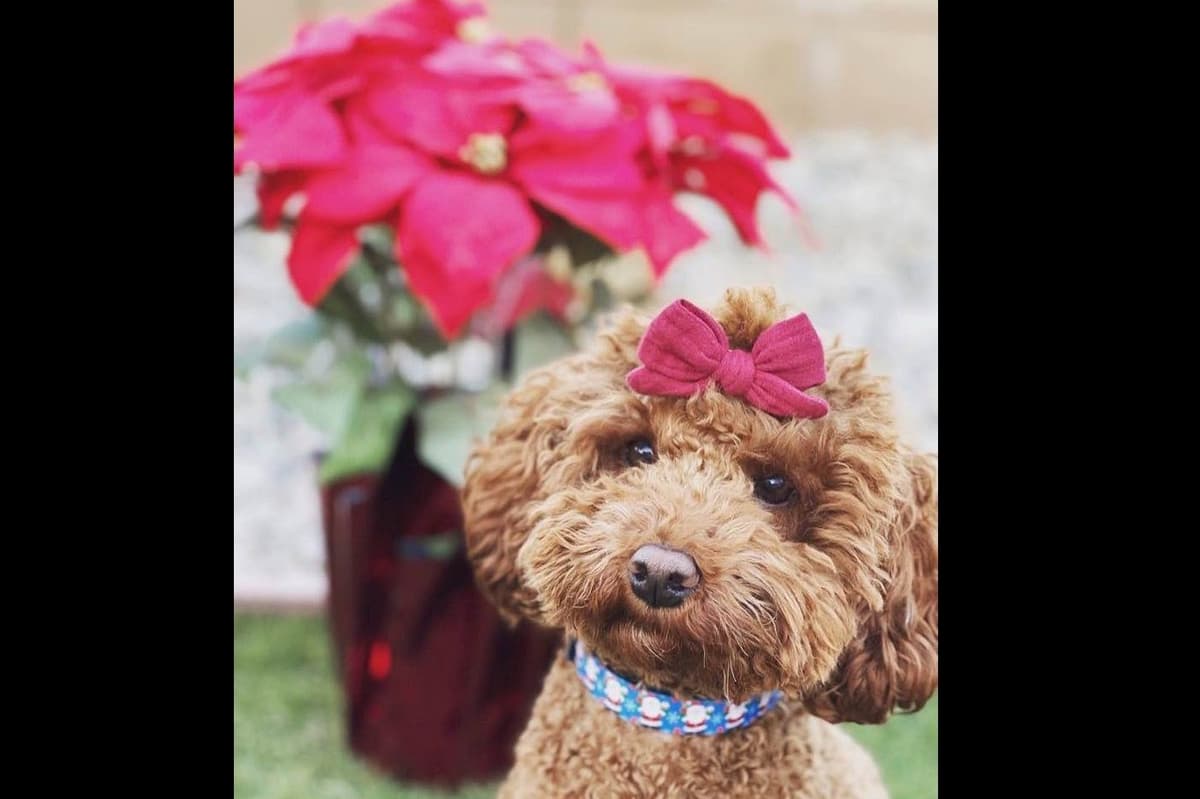 A New Life Ranch LLC AKC Mini Poodles breeder image 4