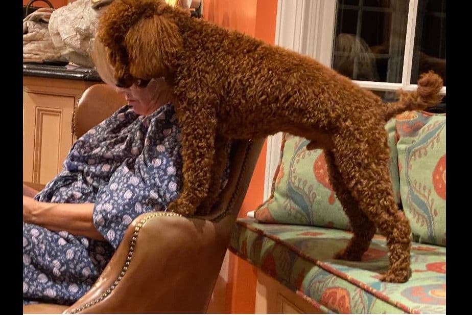 A New Life Ranch LLC AKC Mini Poodles breeder image 5