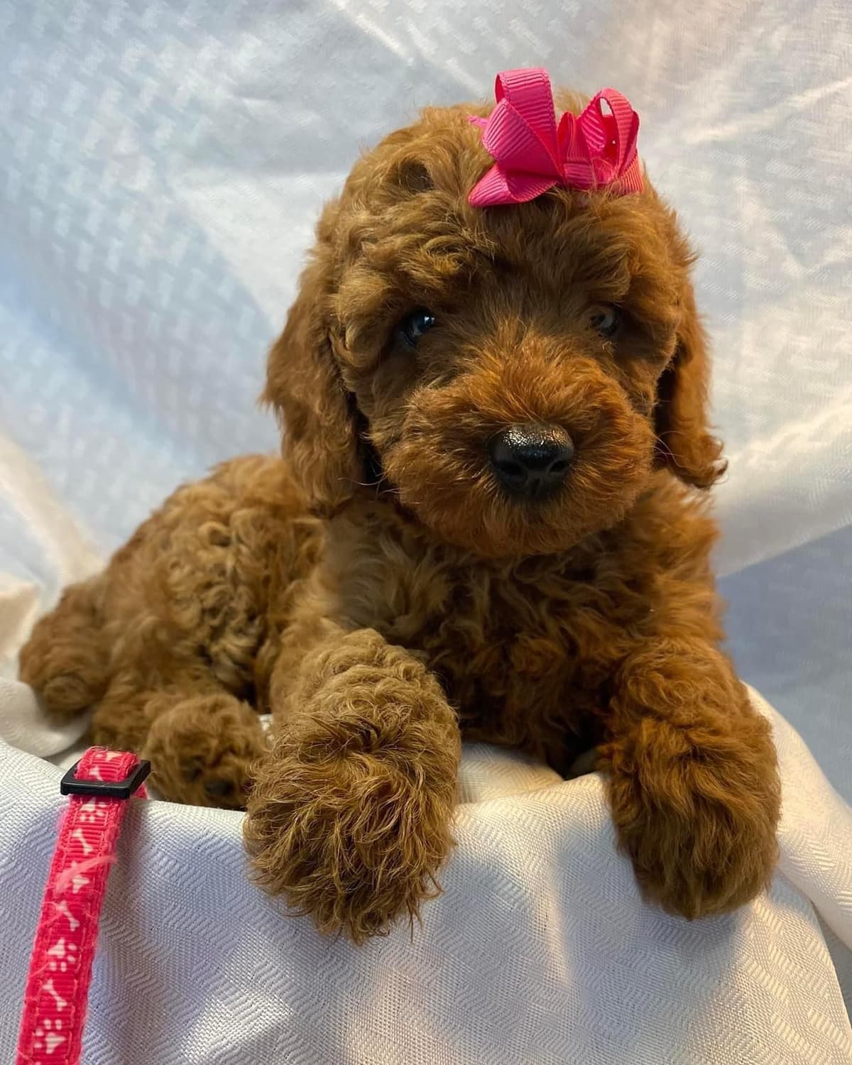 A New Life Ranch LLC AKC Mini Poodles breeder image 6