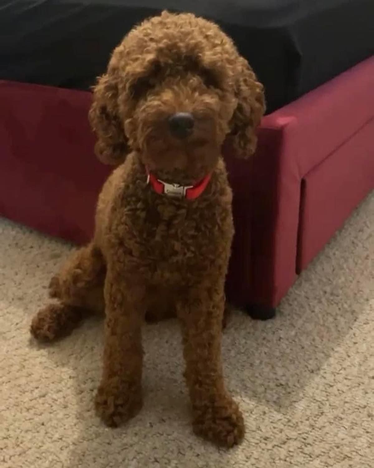 A New Life Ranch LLC AKC Mini Poodles breeder image 7