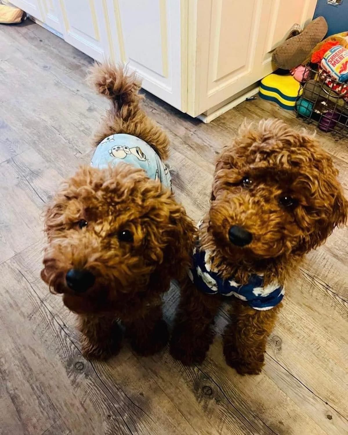 A New Life Ranch LLC AKC Mini Poodles breeder image 8