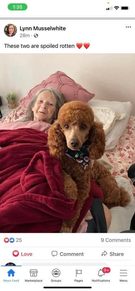 A New Life Ranch LLC AKC Mini Poodles breeder image 10