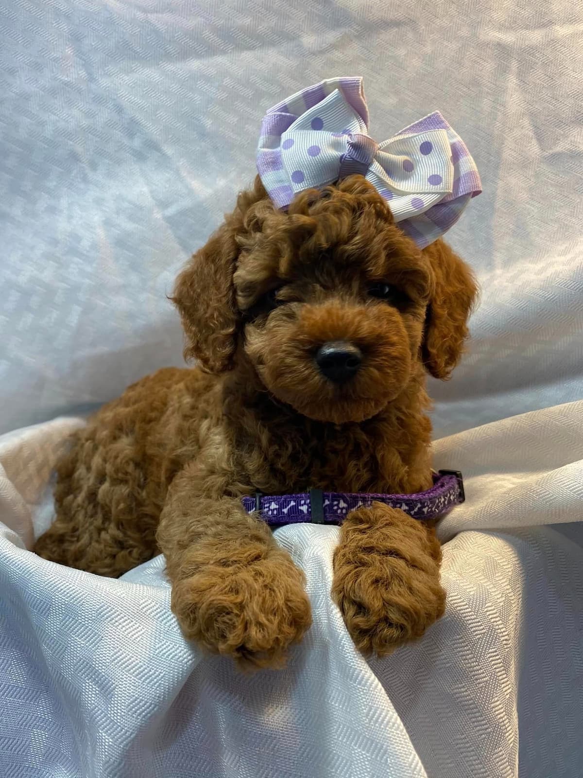 A New Life Ranch LLC AKC Mini Poodles breeder image 13