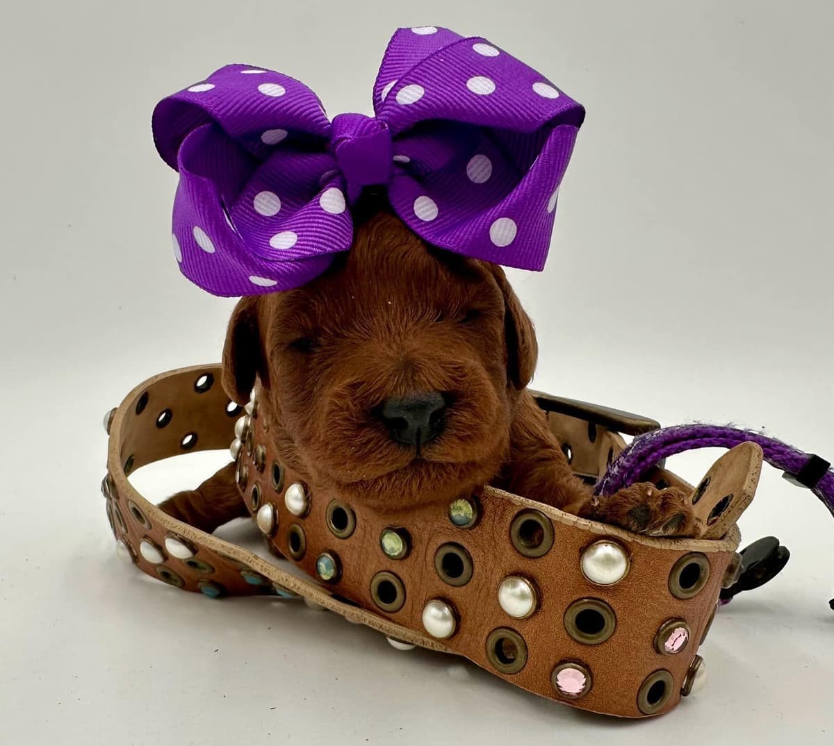 A New Life Ranch LLC AKC Mini Poodles breeder image 14