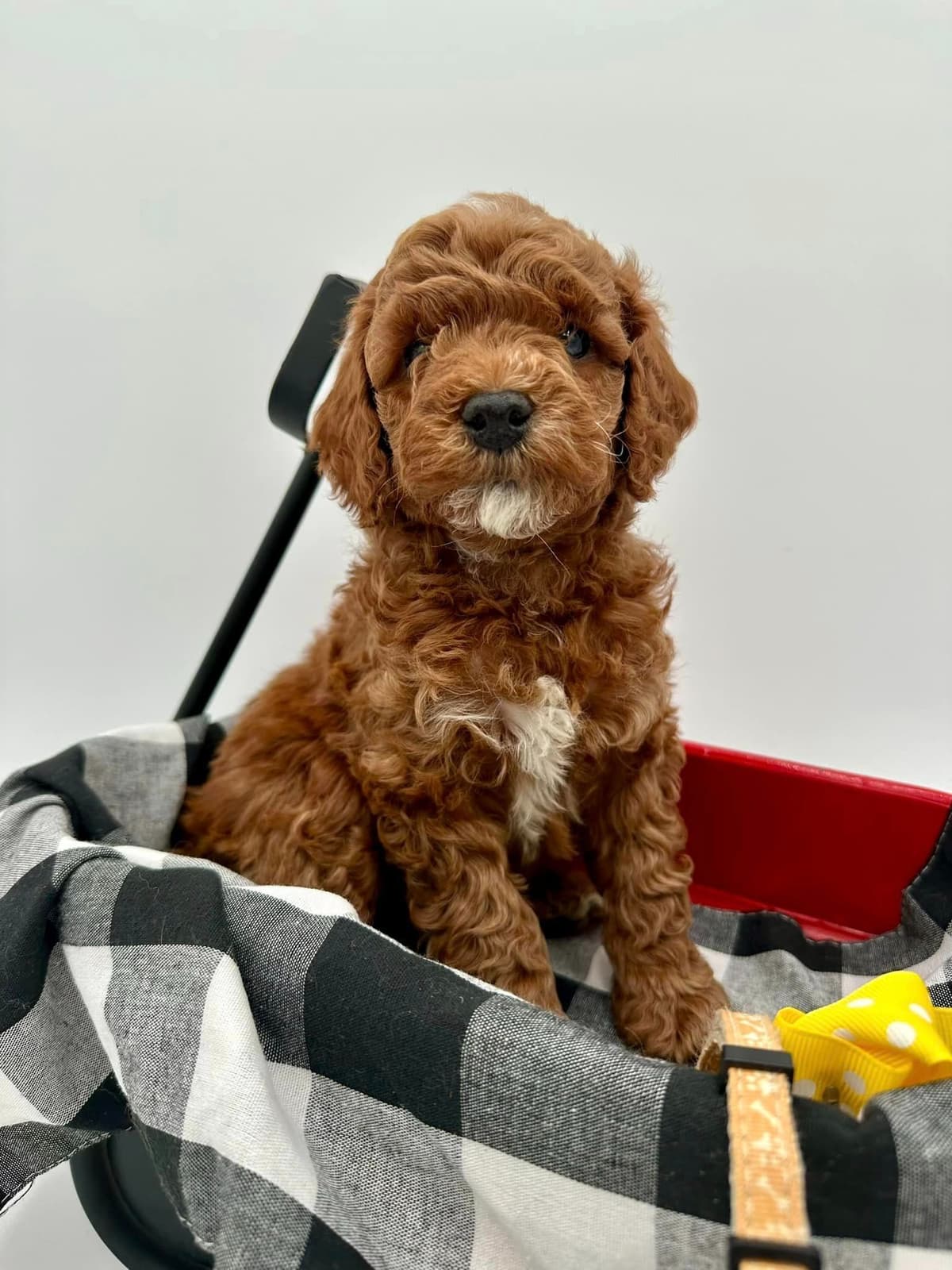 A New Life Ranch LLC AKC Mini Poodles breeder image 15