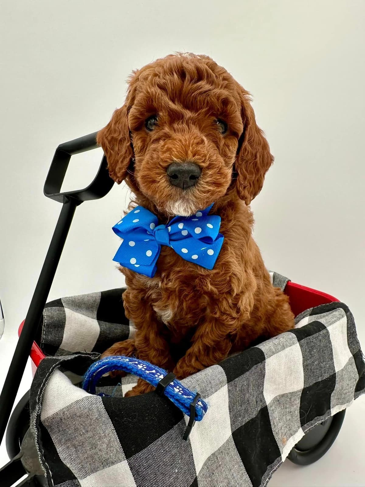 A New Life Ranch LLC AKC Mini Poodles breeder image 16