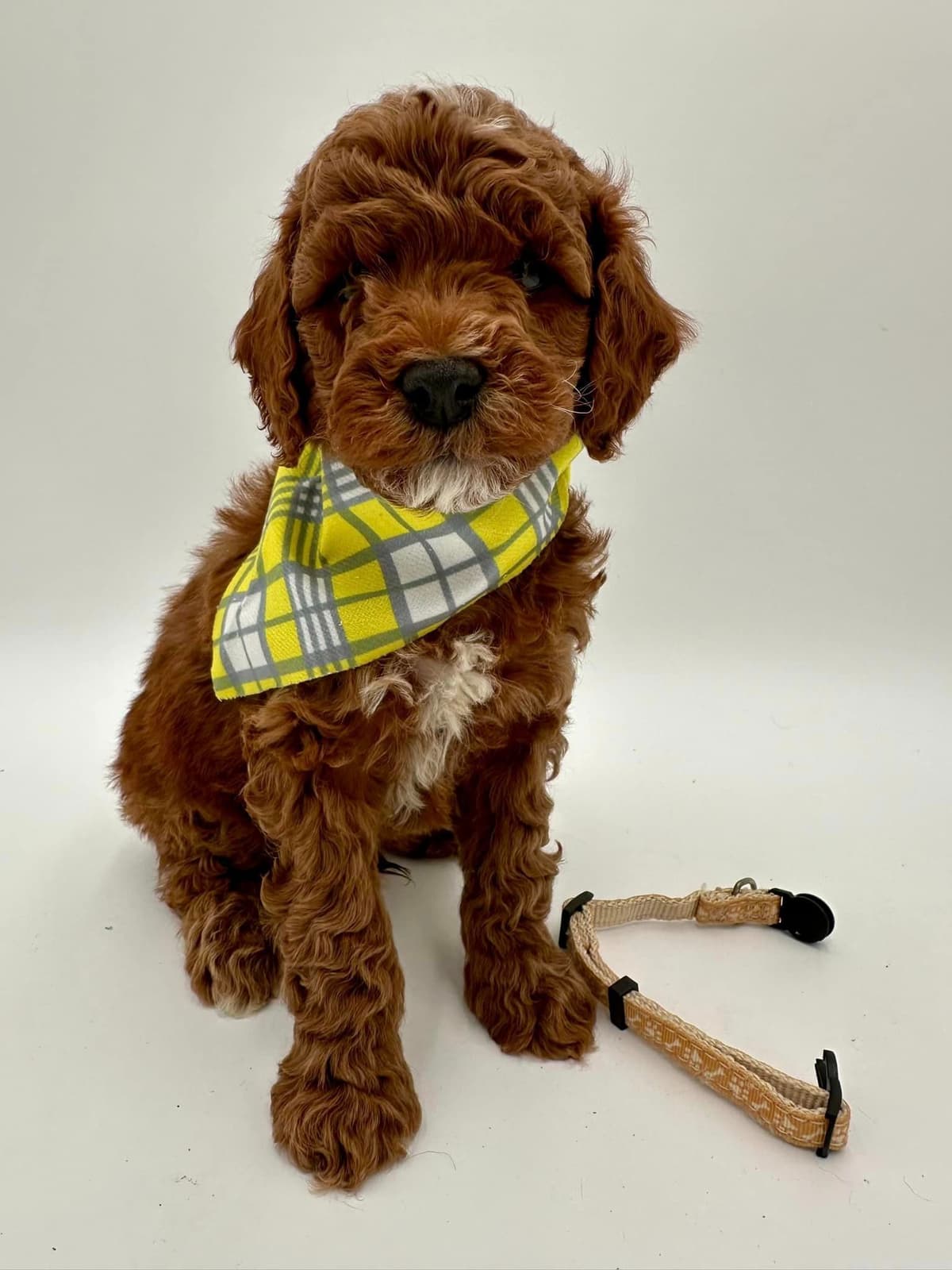 A New Life Ranch LLC AKC Mini Poodles breeder image 17