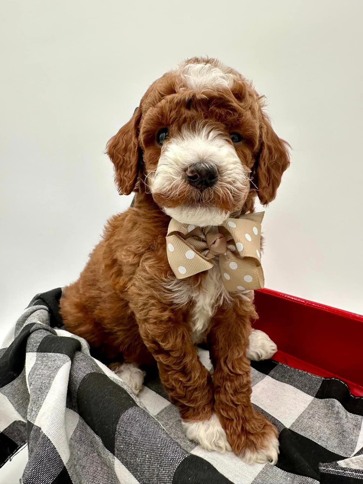 A New Life Ranch LLC AKC Mini Poodles breeder image 18