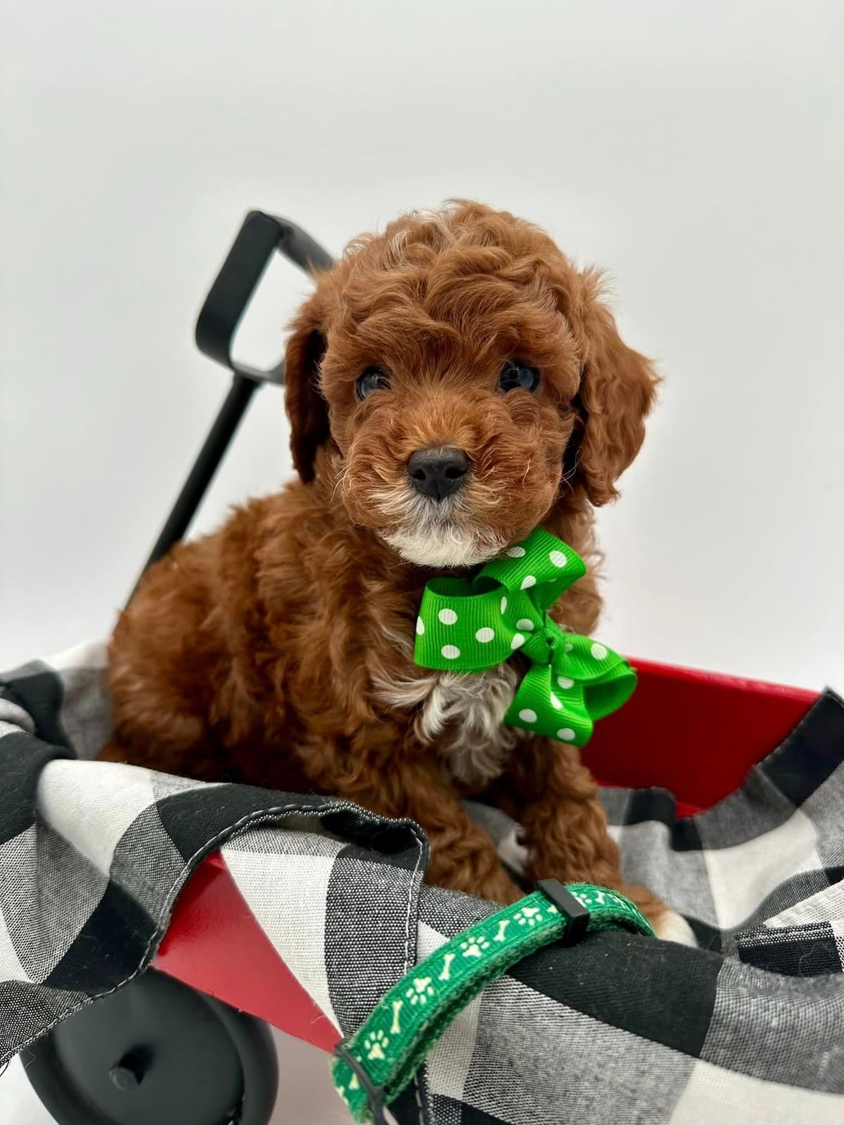 A New Life Ranch LLC AKC Mini Poodles breeder image 19