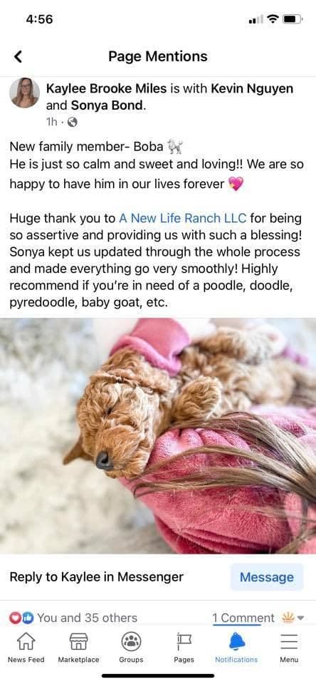 A New Life Ranch LLC AKC Mini Poodles breeder image 20