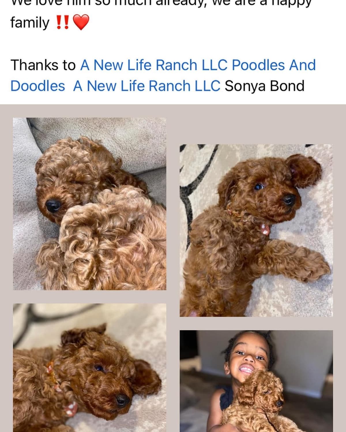 A New Life Ranch LLC AKC Mini Poodles breeder image 21