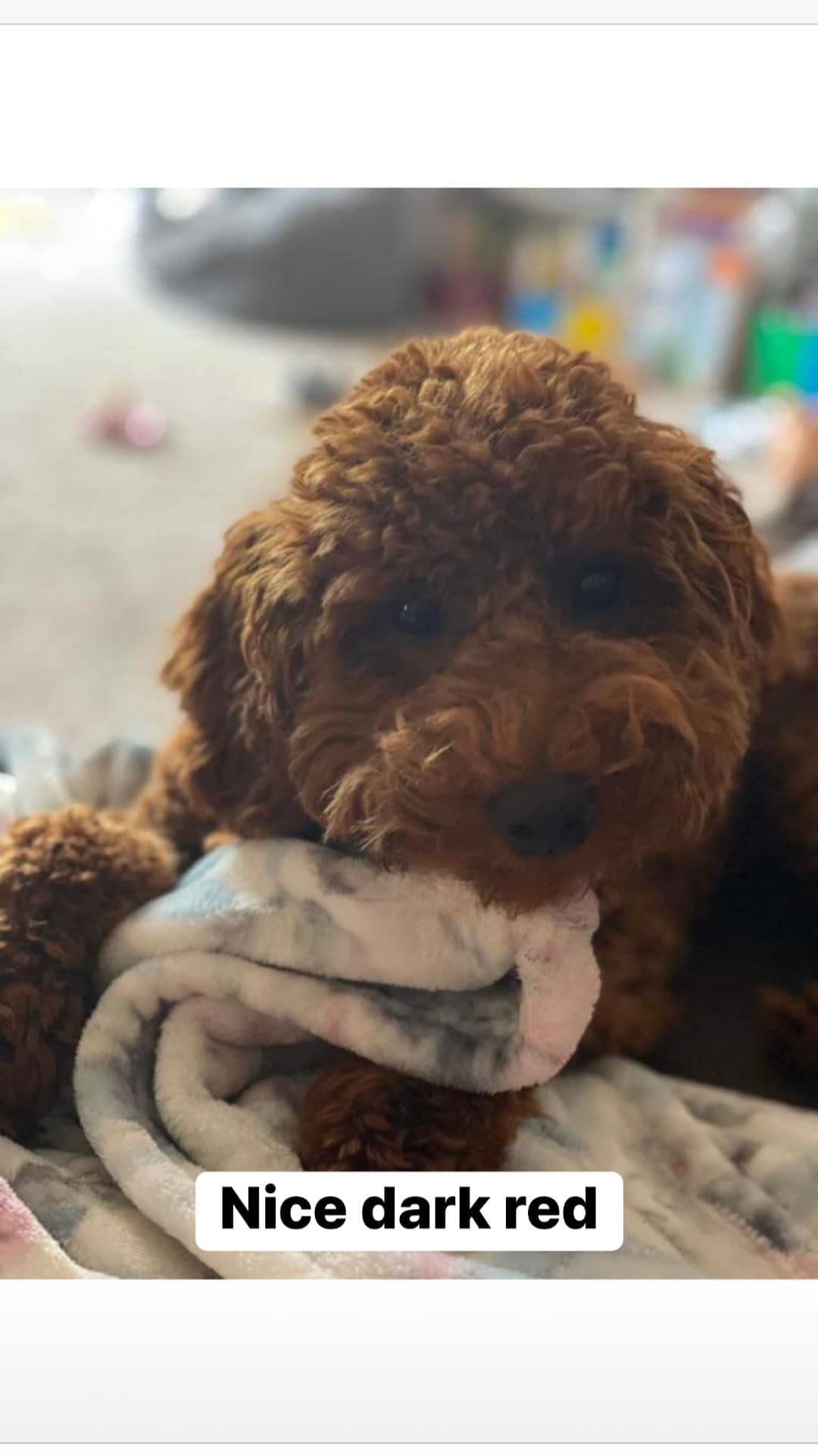 A New Life Ranch LLC AKC Mini Poodles breeder image 23