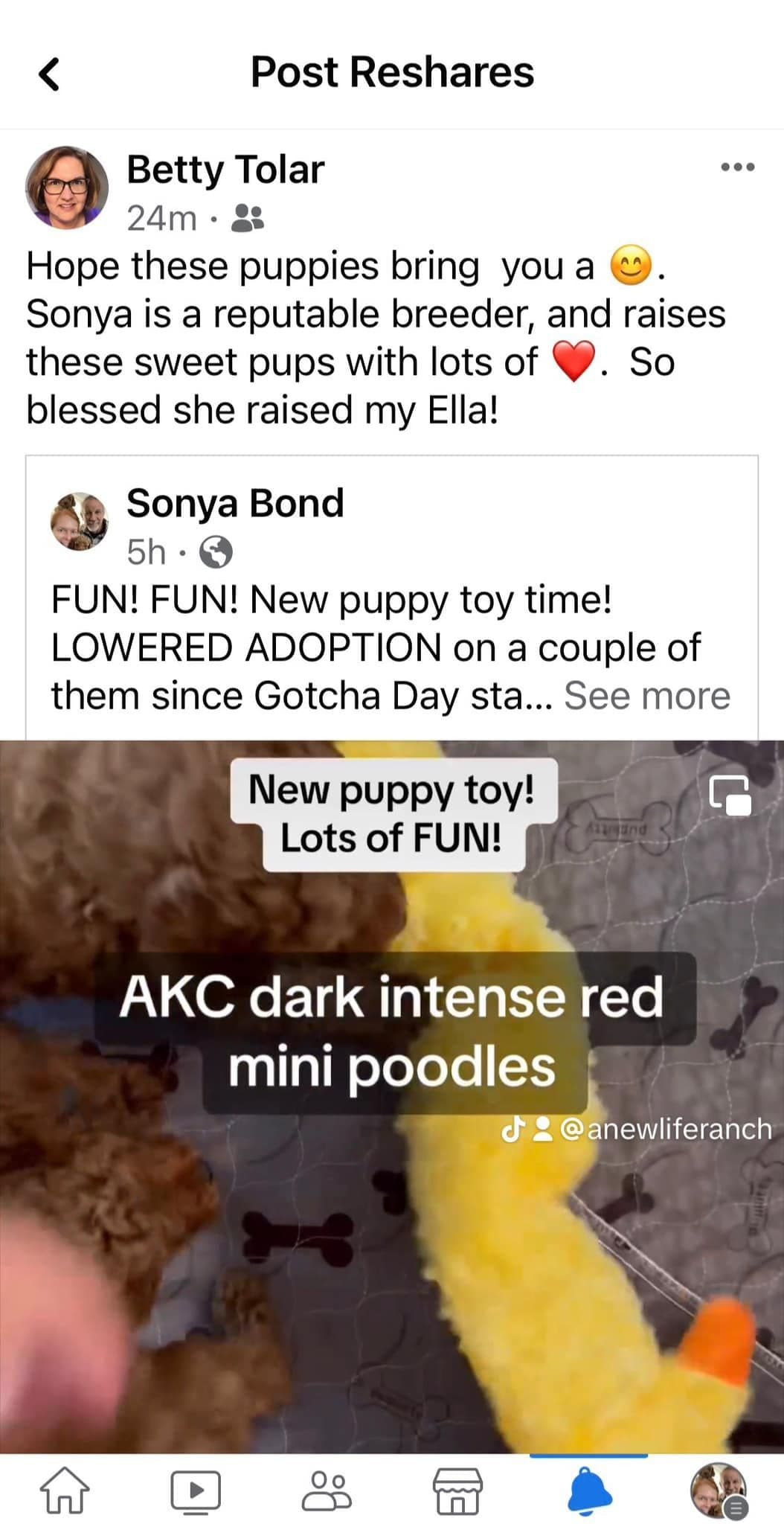 A New Life Ranch LLC AKC Mini Poodles breeder image 24