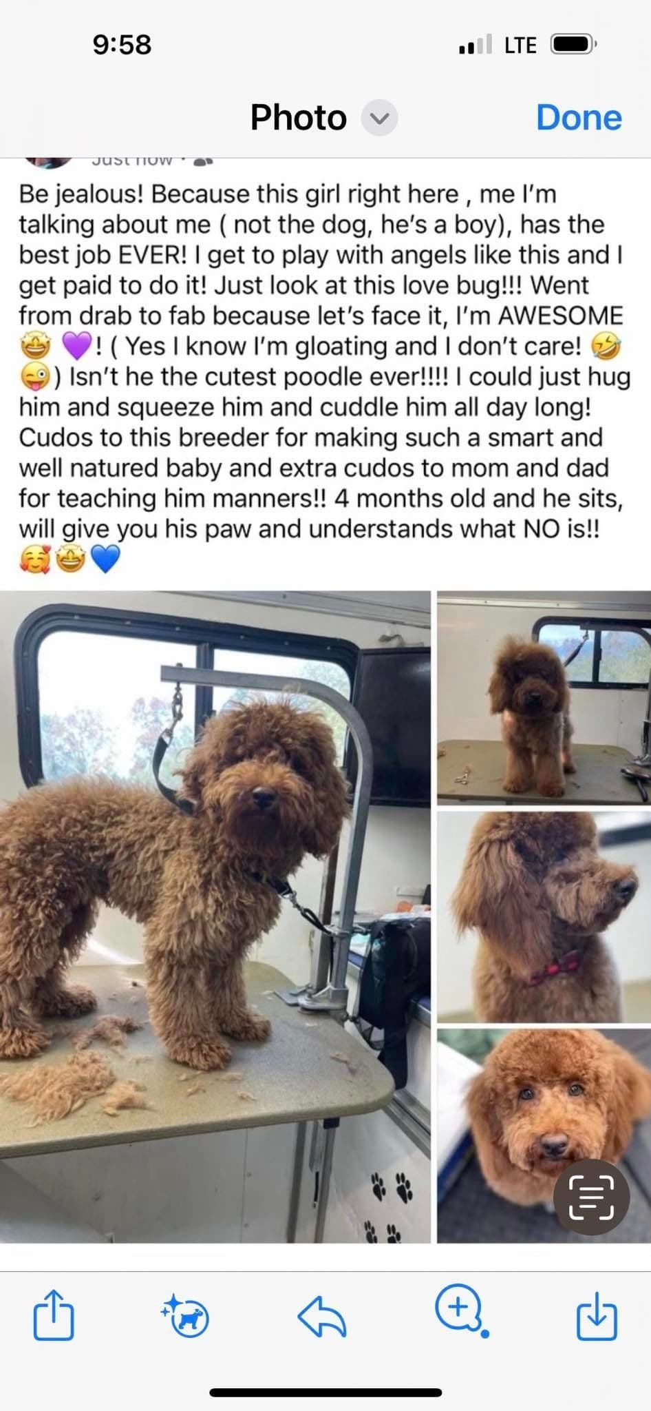 A New Life Ranch LLC AKC Mini Poodles breeder image 26