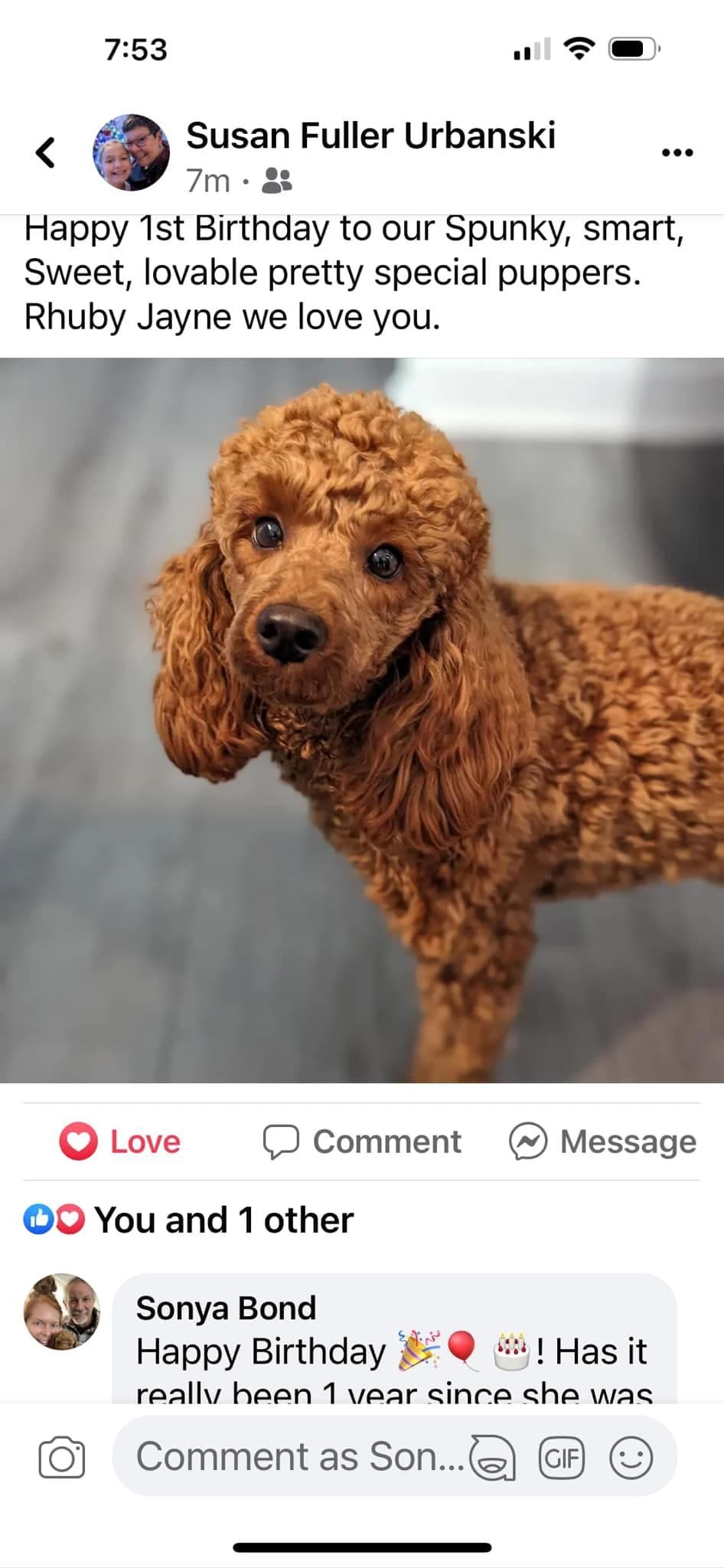 A New Life Ranch LLC AKC Mini Poodles breeder image 27