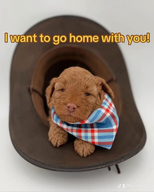 A New Life Ranch LLC AKC Mini Poodles media 3