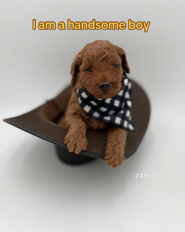 A New Life Ranch LLC AKC Mini Poodles media 6