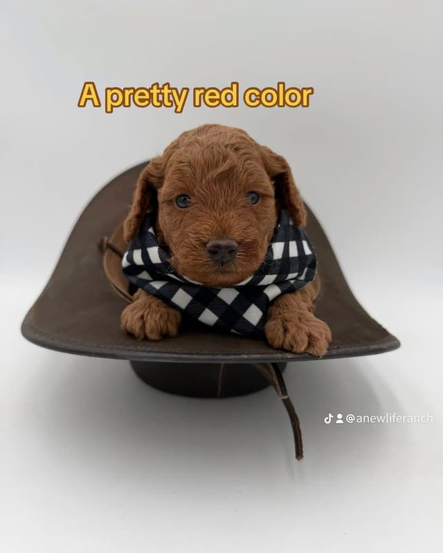 A New Life Ranch LLC AKC Mini Poodles media 5